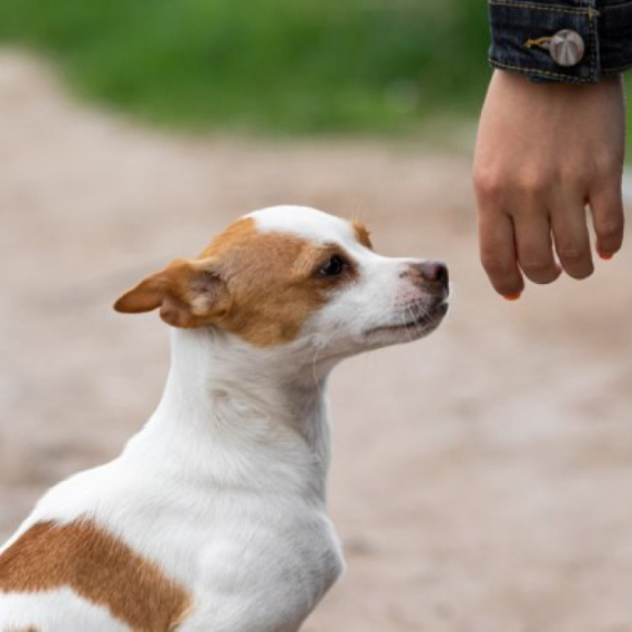 Veterinarka otkrila zašto je opasno da pas spava sa vama