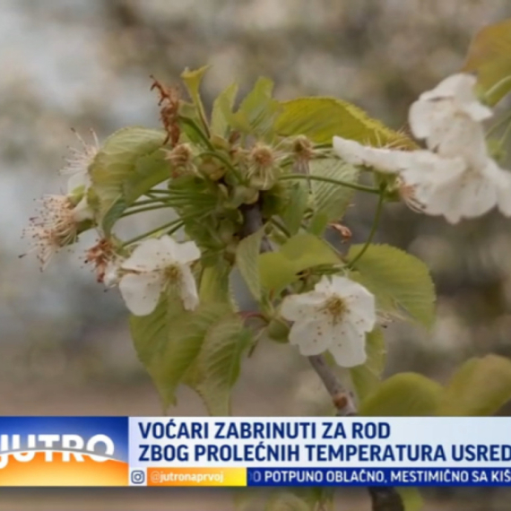 Voćari zabrinuti za rod zbog prolećnih temperatura VIDEO