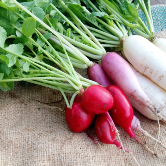 Rotkve su bogate vitaminima: Odlične za mršavljenje, lečenje pluća, bubrega