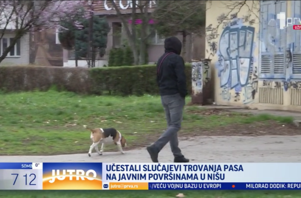 Ko truje pse u Nišu? Sve češće stradaju lutalice, ali i kućni ljubimci VIDEO