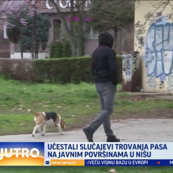 Ko truje pse u Nišu? Sve češće stradaju lutalice, ali i kućni ljubimci VIDEO