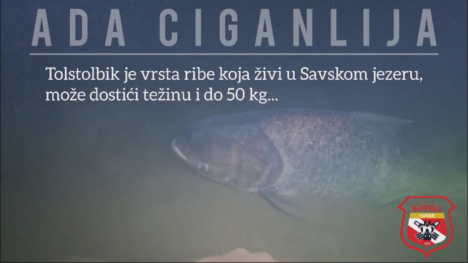 Neverovatan prizor na Adi Ciganliji FOTO