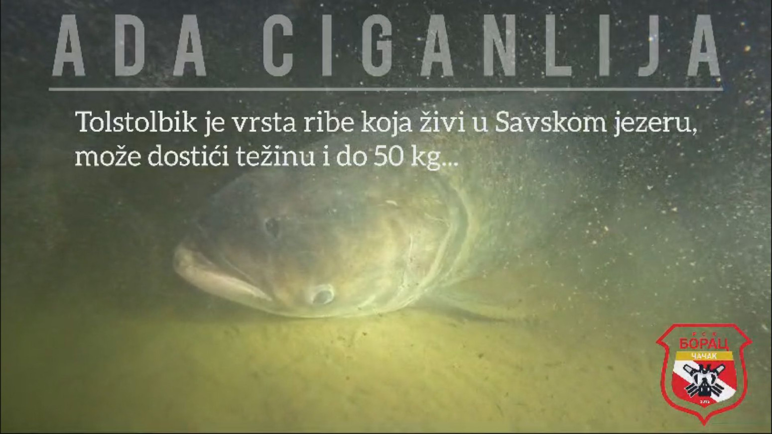 Neverovatan prizor na Adi Ciganliji FOTO