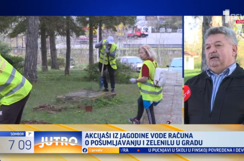 Velika akcija sadnje drveća: Akcijaši i volonteri udruženim snagama za lepšu Jagodinu VIDEO
