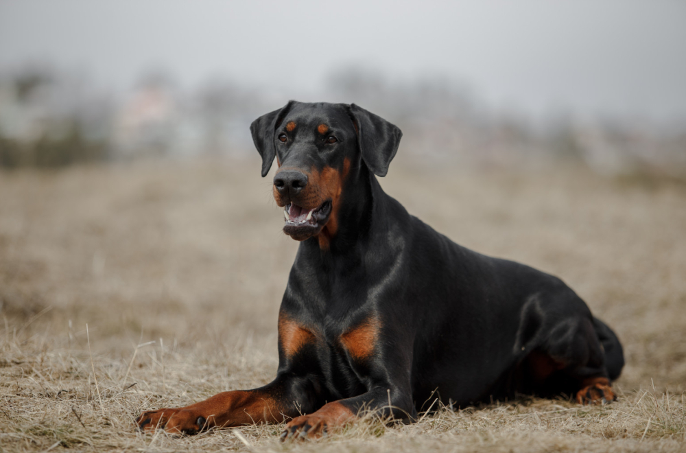 Doberman napao dete u Tašmajdanskom parku VIDEO