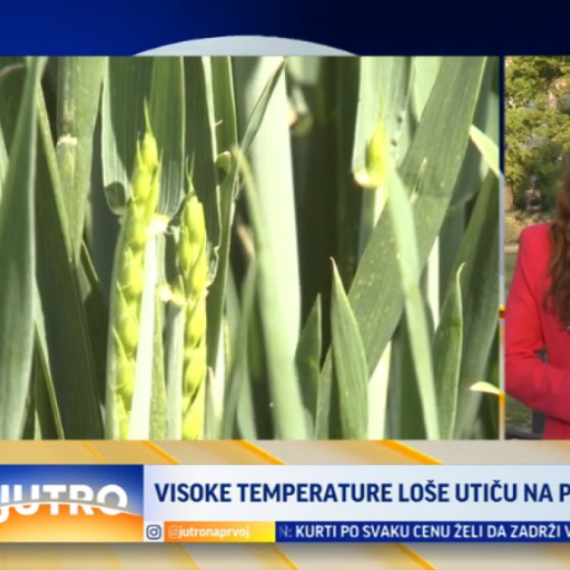 Visoke temperature loše utiču na pšenicu VIDEO
