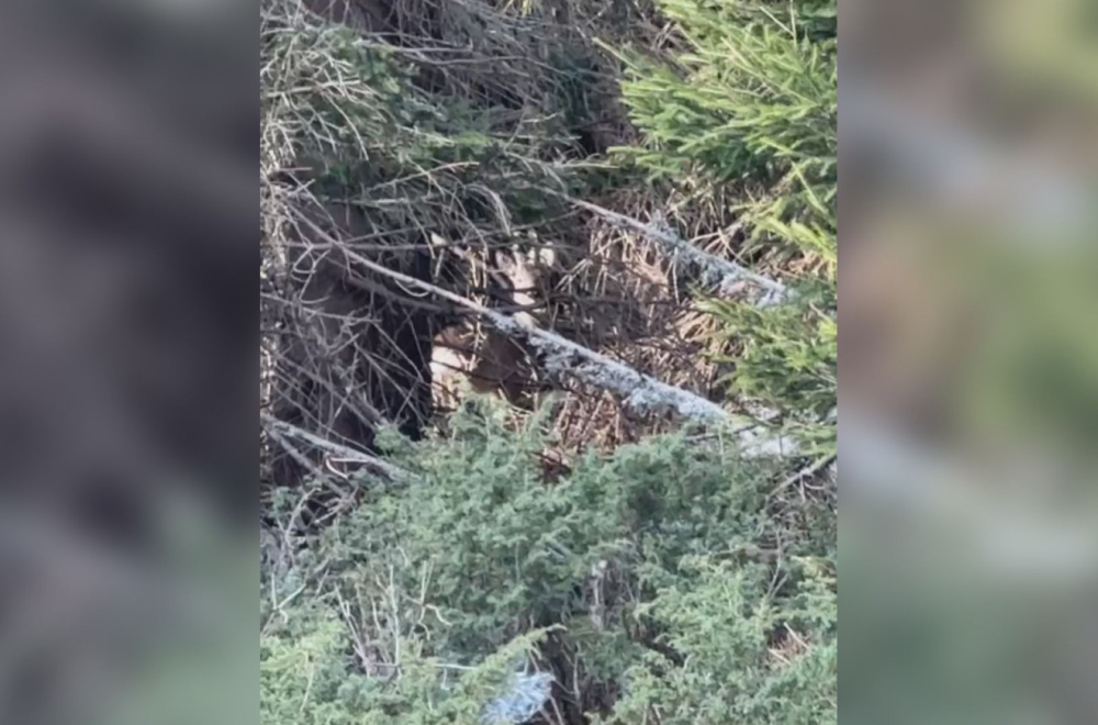 Oči u oči sa šumskim gorostasom: Neverovatan susret na Kopaoniku FOTO