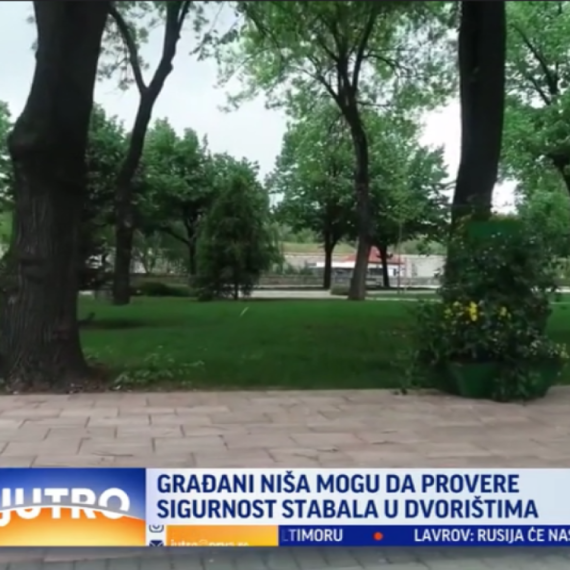 Nišlije zabrinute: Sada mogu da provere stabla i u svojim dvorištima VIDEO