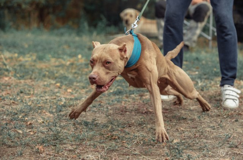 Pitbul u Americi upucao vlasnika
