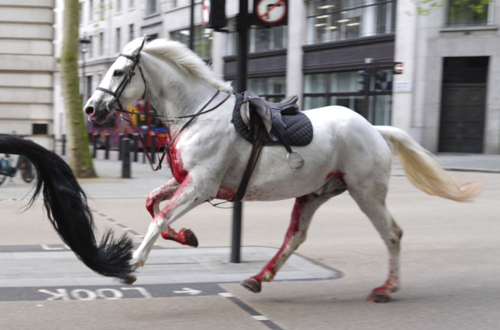 Chaos on the streets of the capital: Horses run through the streets, one covered in blood; People run away