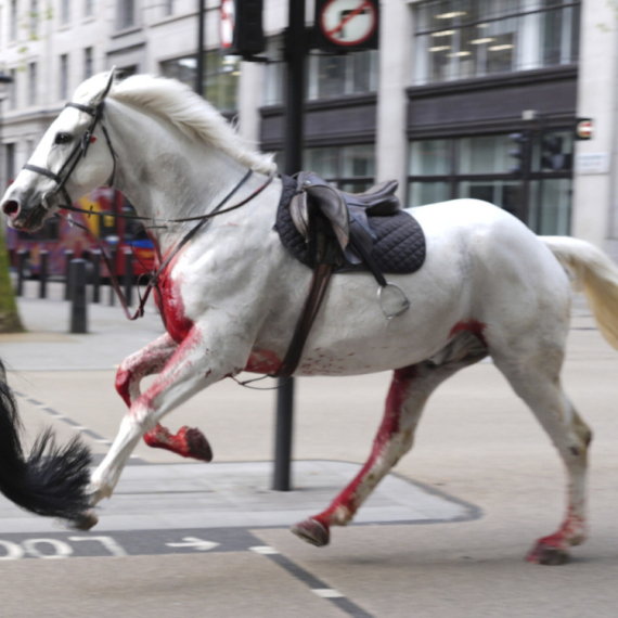 Chaos on the streets of the capital: Horses run through the streets, one covered in blood; People run away