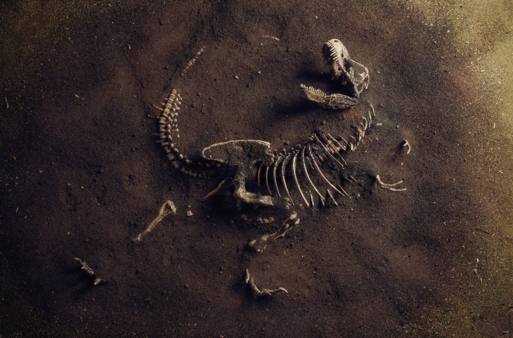Otkrivena nova vrsta dinosaurusa: "Zagonetni trkač" iznenadio naučnike