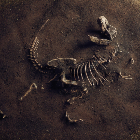 Otkrivena nova vrsta dinosaurusa: "Zagonetni trkač" iznenadio naučnike