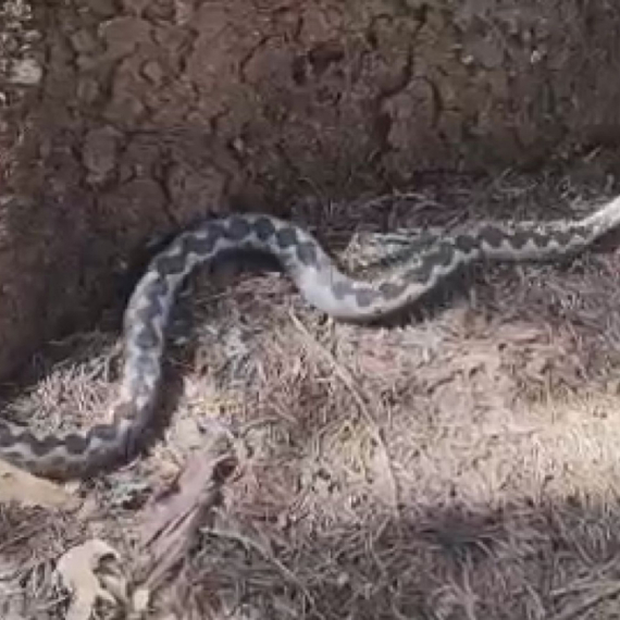 Sada ih ima najviše: Pronađen ogroman poskok na Pešteru FOTO/VIDEO