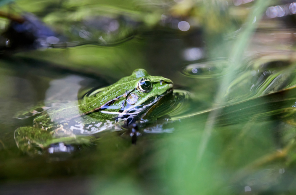Žabljim otrovom protiv depresije?