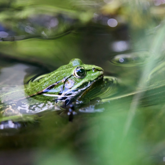 Žabljim otrovom protiv depresije?