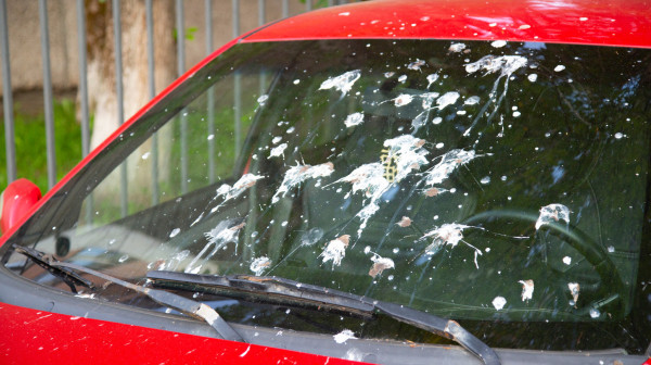 Ptičji izmet može ozbiljno da ošteti automobil: Evo zašto ga treba odmah ukloniti