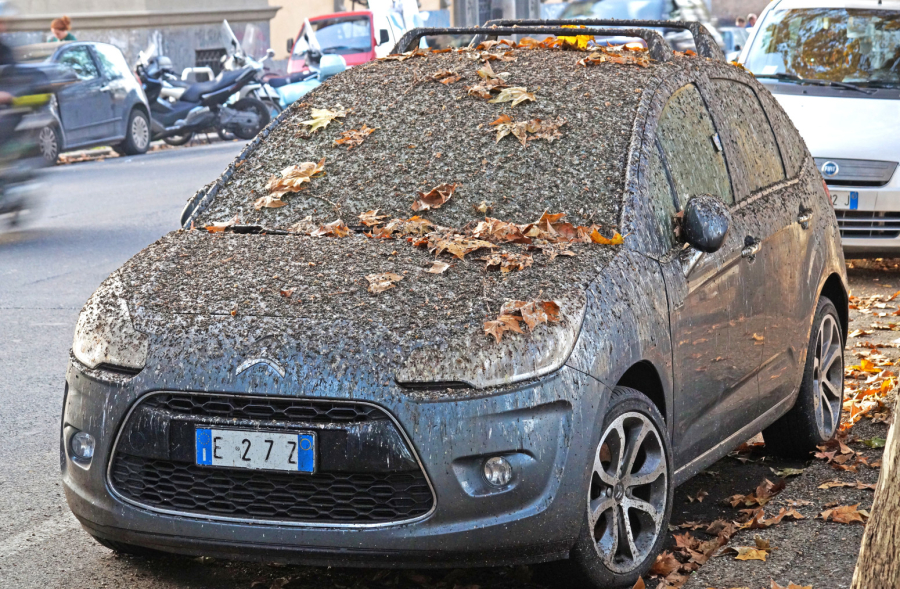 Ne ignorišite ptičji izmet na automobilu, uklonite ga što pre