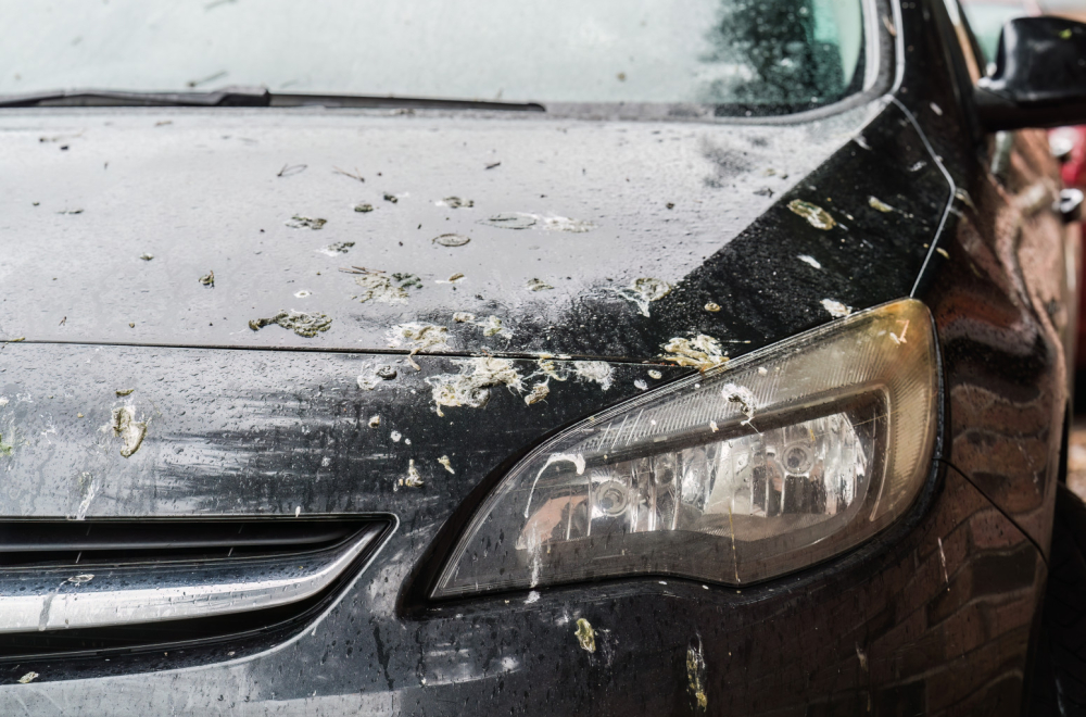 Ne ignorišite ptičji izmet na automobilu, uklonite ga što pre