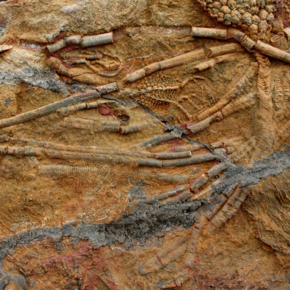 Otkrivena nova vrsta zastrašujućeg predatora: Harala je zemljom zajedno sa dinosaurusima