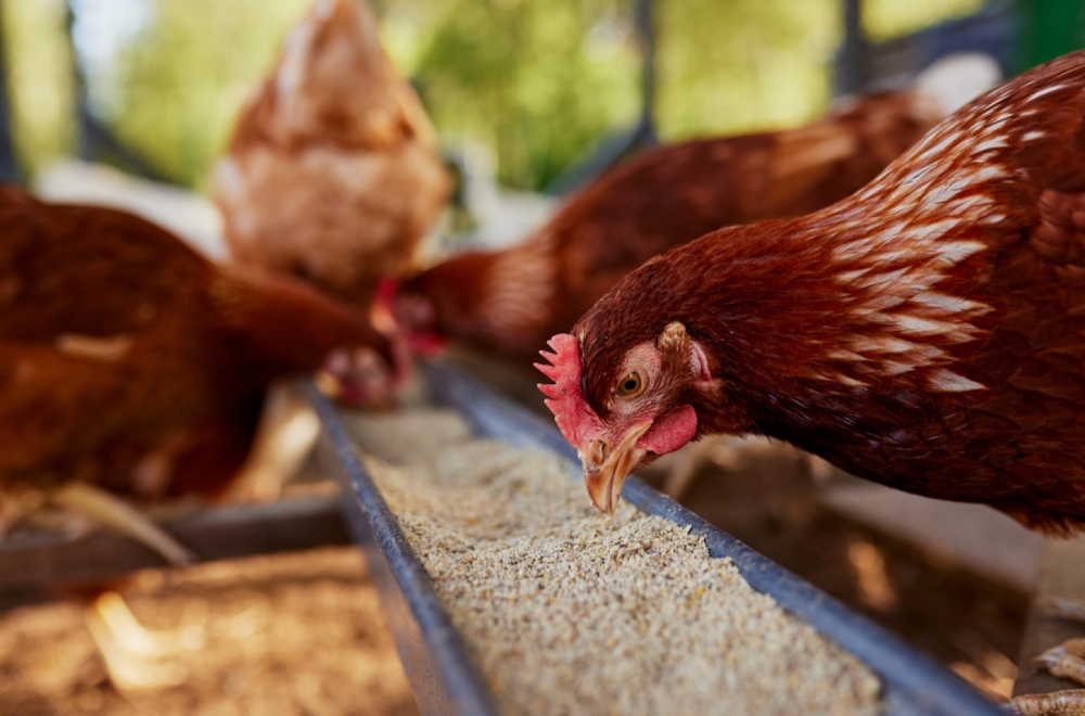 Pet različitih investitora planira da gradi farme pilića kod Zrenjanina