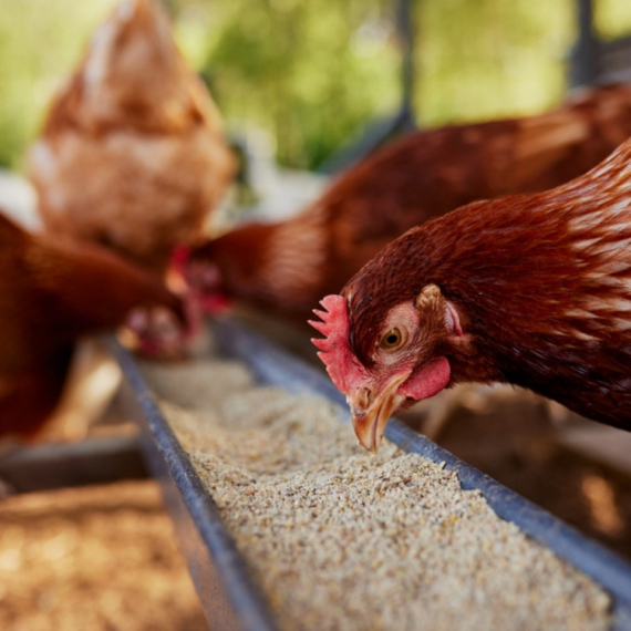 Pet različitih investitora planira da gradi farme pilića kod Zrenjanina