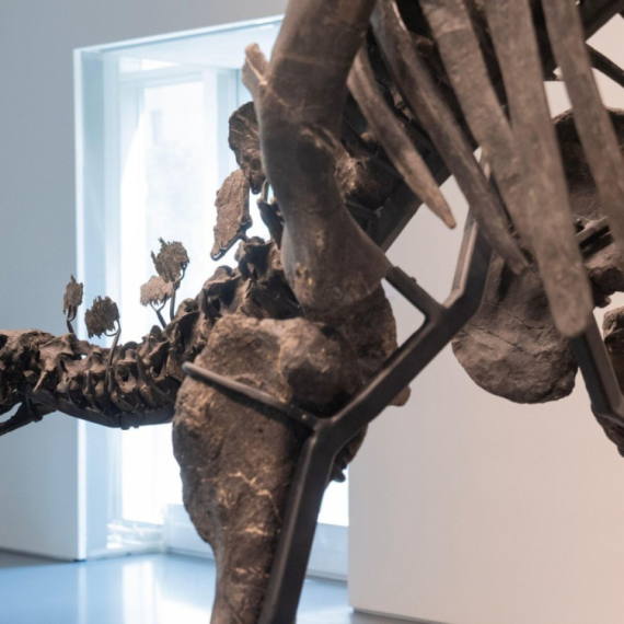 Fosil dinosaurusa 6 miliona dolara