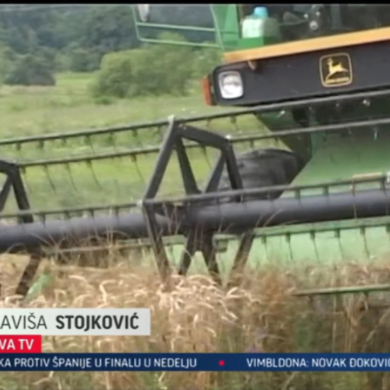 Prinos iznad proseka: U toku žetva u Rasinskom okrugu VIDEO