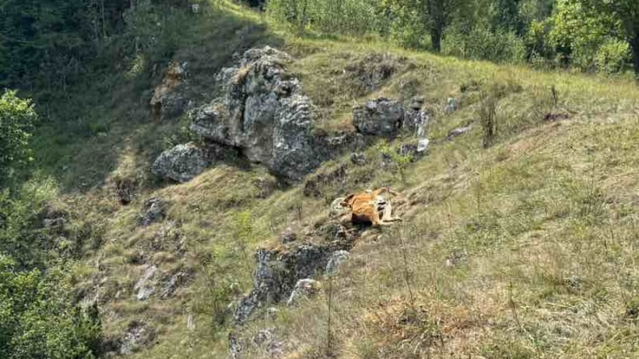 Nikad gore nije bilo: Dramatične slike sa Peštera; nema vode, životinje umiru FOTO