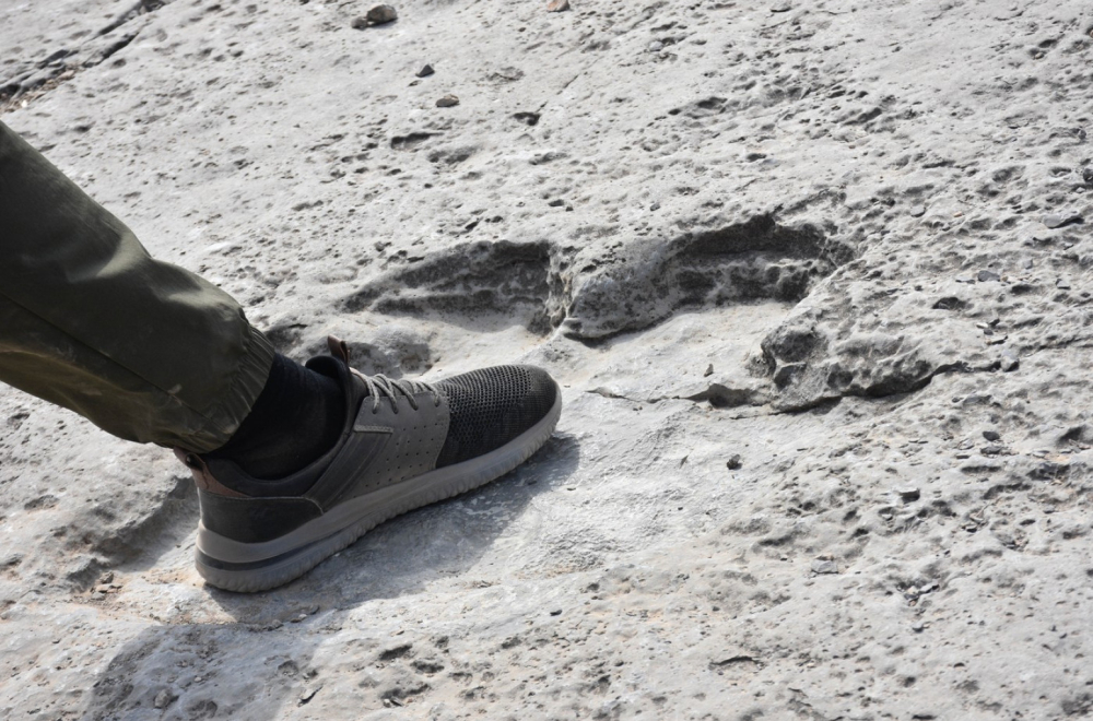 Fosil krio "pakleno" stvorenje iz doba dinosaurusa: Imao neobičan način ubijanja plena FOTO