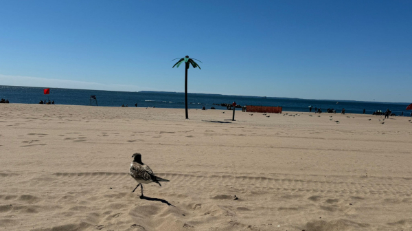 Nesvakidašnji Njujork – ostrvo koje je postalo poluostrvo FOTO/VIDEO
