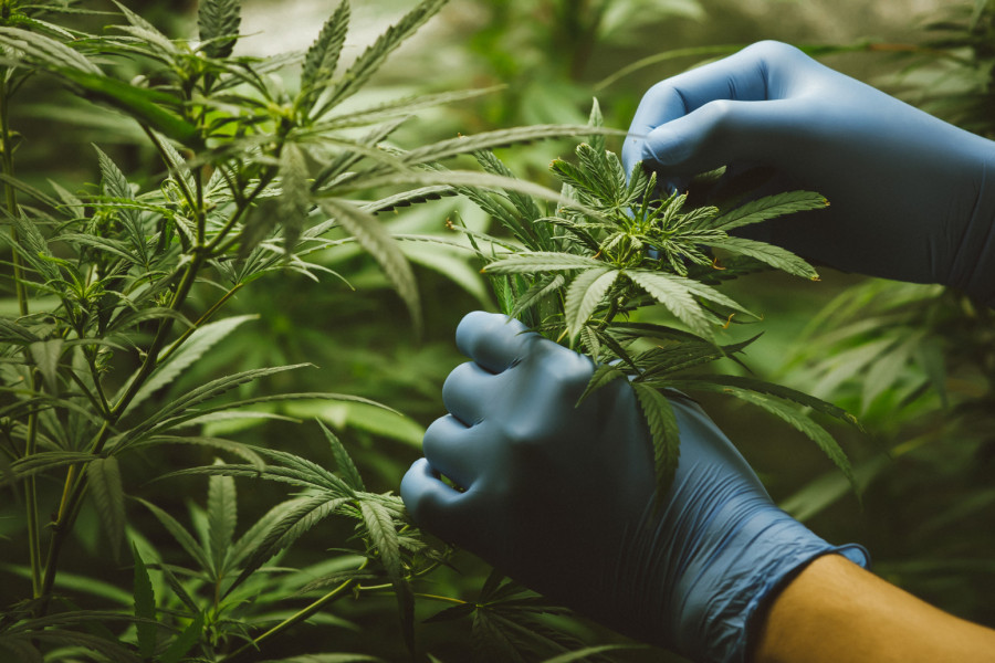 Potpisano: Marihuana može da se koristi u medicinske svrhe