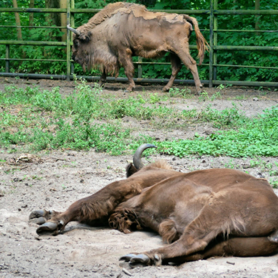 U bečkom zoološkom vrtu uginulo celo krdo bizona zbog infekcije FOTO