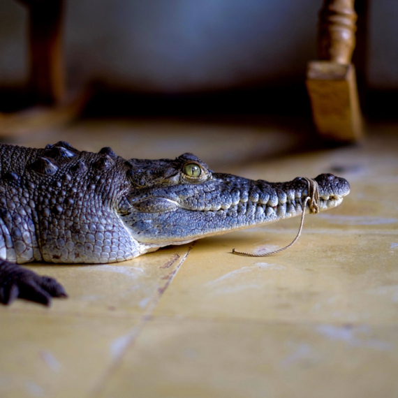 Nezvan gost na bazenu: Krokodil ušetao u luksuzni hotel; gosti u neverici