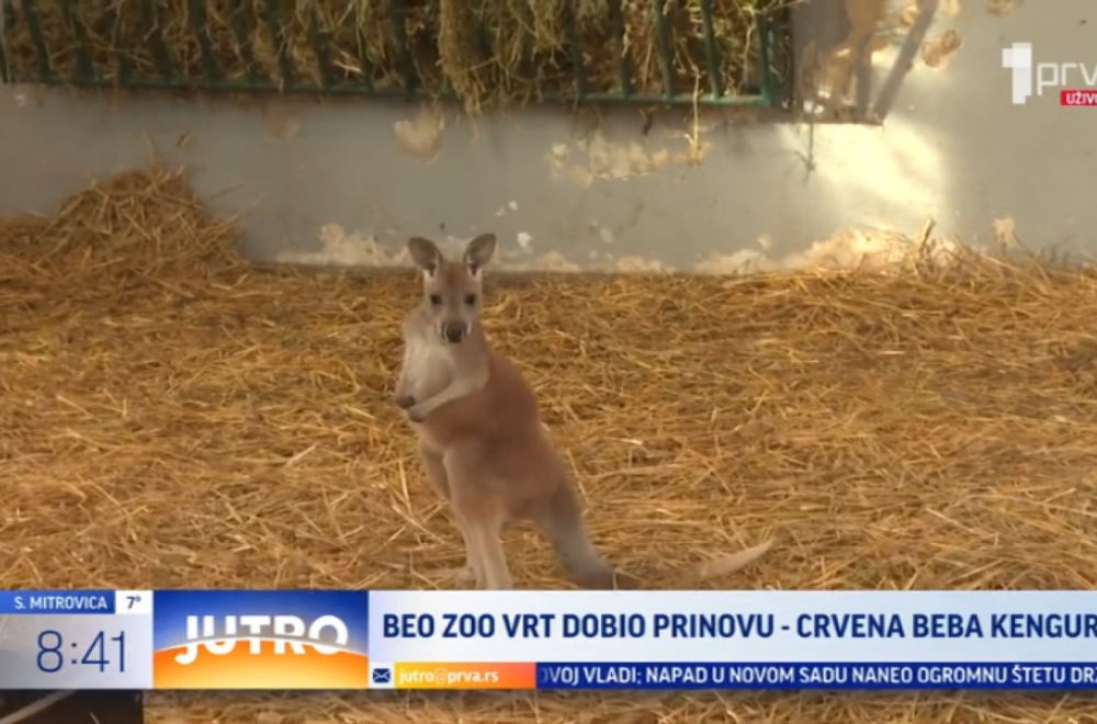 Beo zoo vrt dobio novog stanovnika: Uskoro stiže i još jedan VIDEO