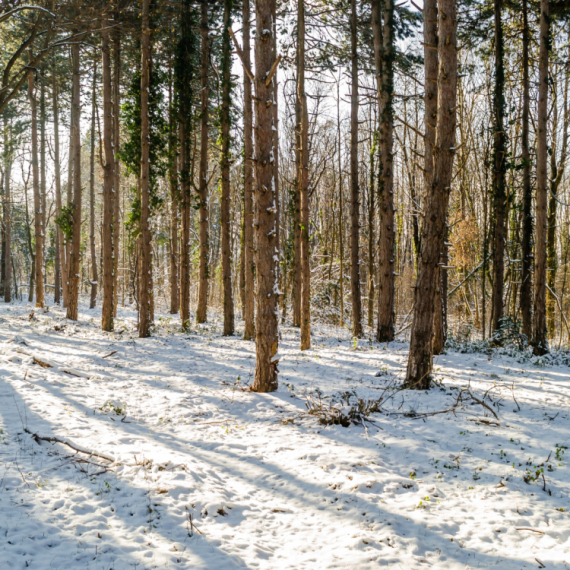 Nakon Zlatibora i Kopaonika najviše Srba ide na ovu planinu FOTO