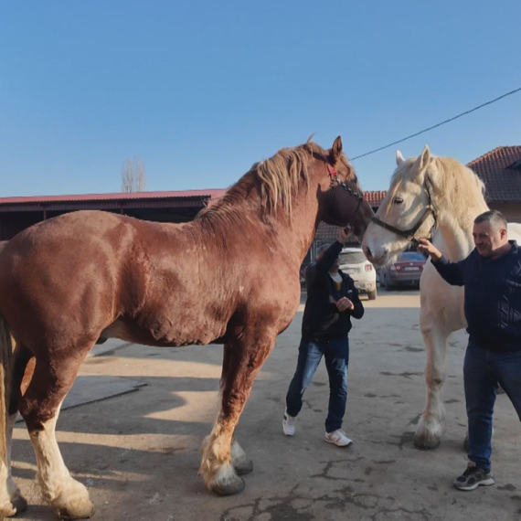 Nekada rabadžija, a sada veliki gazda: Kod Sime zbog ovoga dolazi ceo Balkan FOTO