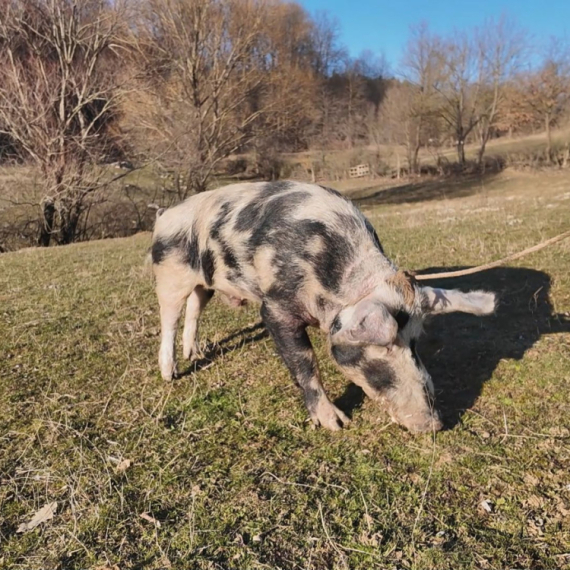 Šarac je neviđeni zavodnik: Pod kontrolom drži 400 svinja FOTO