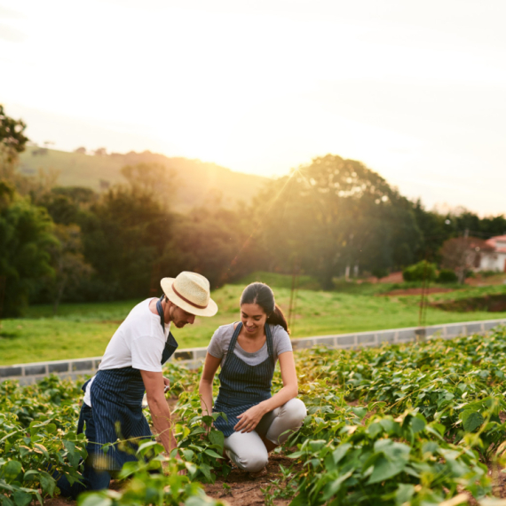Ove biljke su čudo: Jednom ih posadite, godinama ćete ubirati plodove