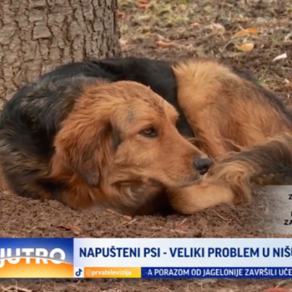 Napušteni psi – veliki problem u Nišu VIDEO