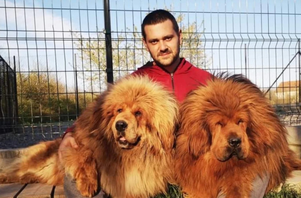 Nevena i Zoran čitavu svoju ušteđevinu dali za tibetskog mastifa od 10.000 evra FOTO