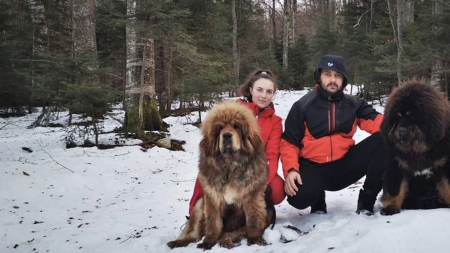 Nevena i Zoran čitavu svoju ušteđevinu dali za tibetskog mastifa od 10.000 evra FOTO
