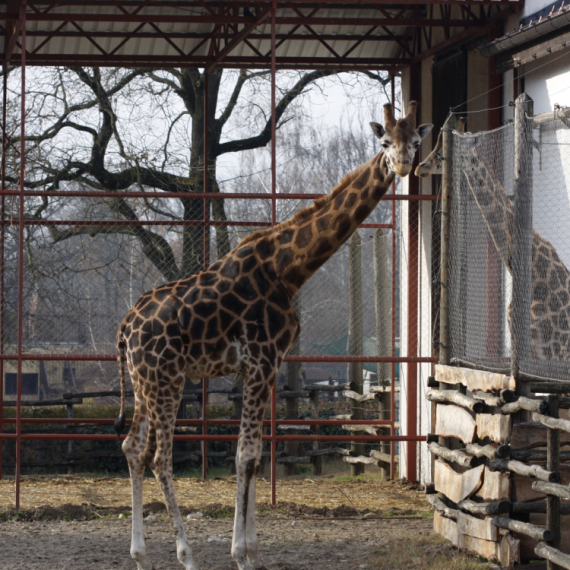 Do sredine godine u Zoološkom vrtu novi "Bejbi zoo"