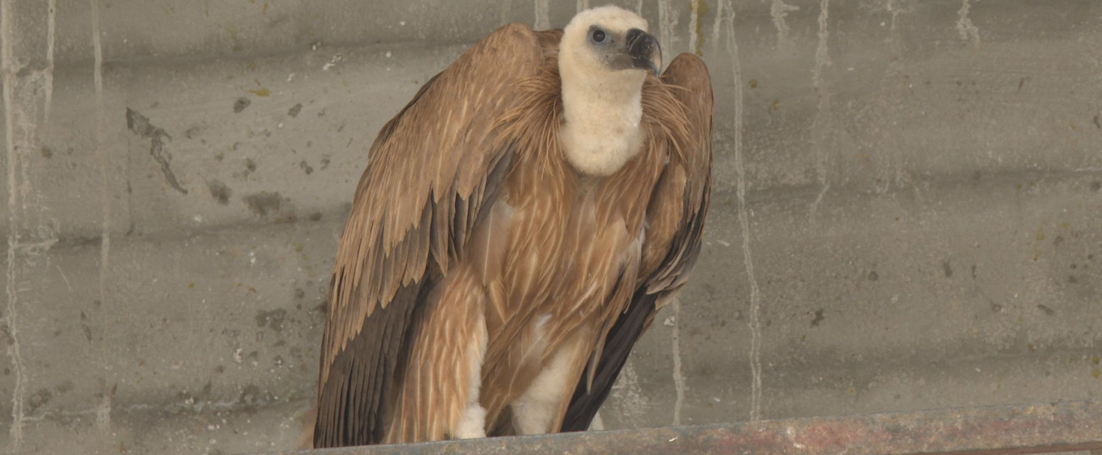 Tri mlada beloglava supa izvučena iz Uvačkog jezera: Nalaze se na mestu koje je spas za životinje