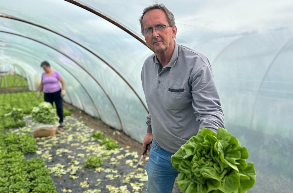 Jedino sredstvo koje koriste je - promaja: Ovako izgleda neprskana salata FOTO