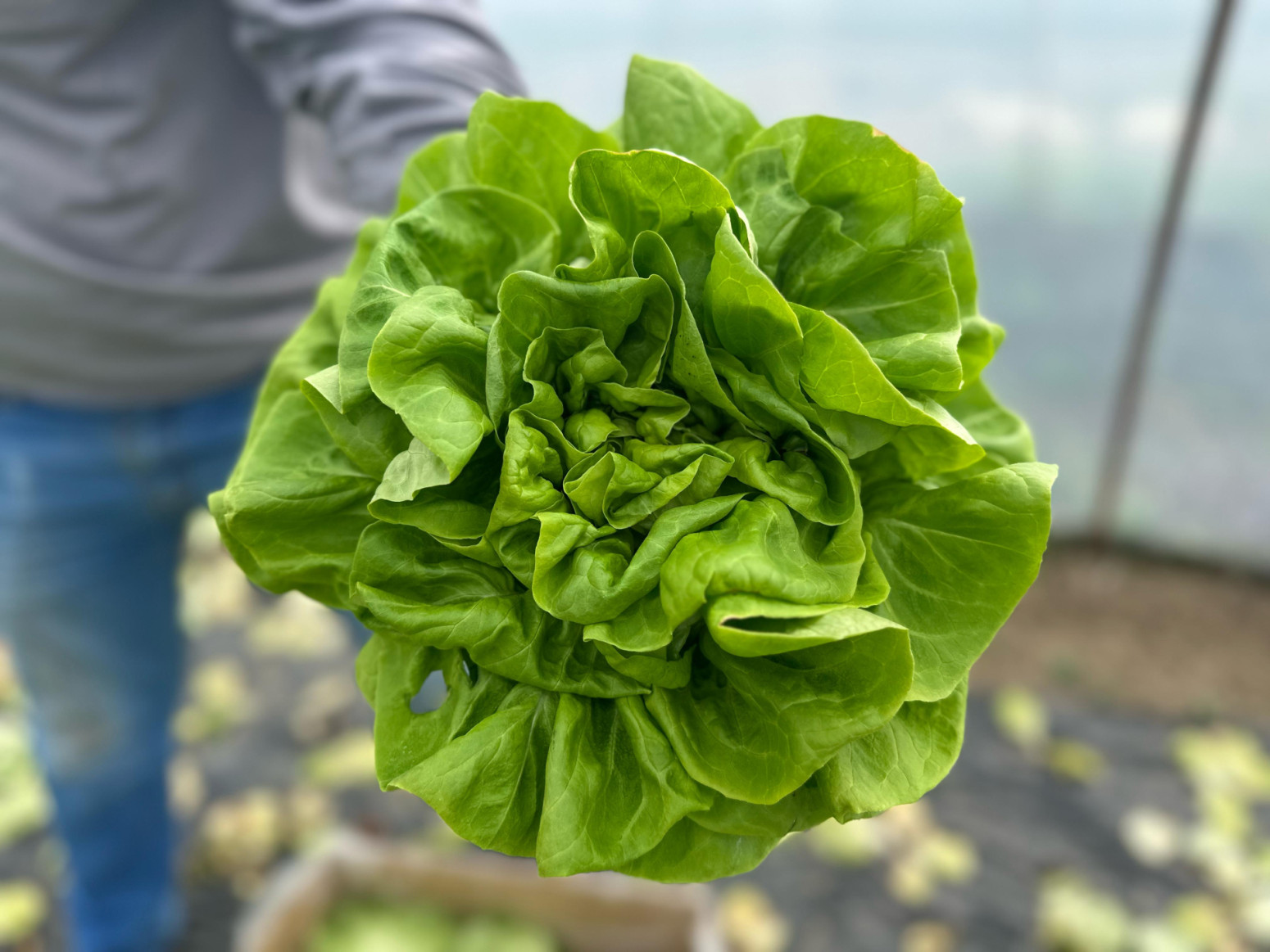 Jedino sredstvo koje koriste je - promaja: Ovako izgleda neprskana salata FOTO