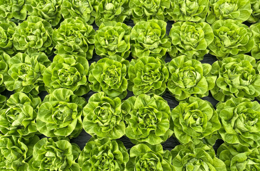 Jedino sredstvo koje koriste je - promaja: Ovako izgleda neprskana salata FOTO