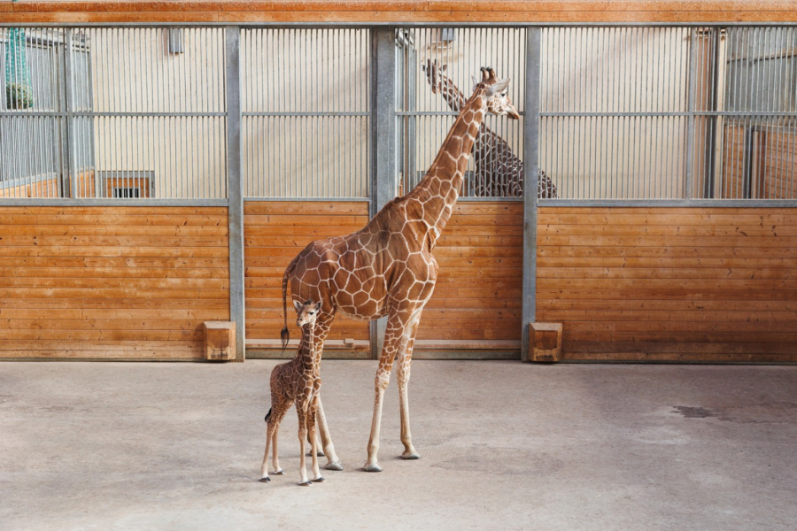 Rođena prva beba mrežaste žirafe u zoo-vrtu kod Frankfurta od 1984.