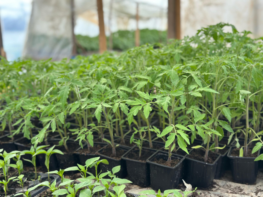 Motika mora da radi: Čačanin otkriva šta je najvažnije kod organske proizvodnje FOTO