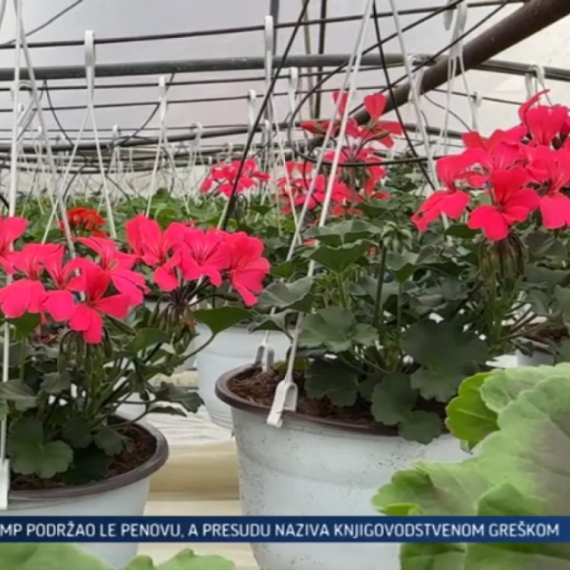 Leskovčanin se nije pokajao: Dok su neki gajili paprike, on je gajio cveće VIDEO